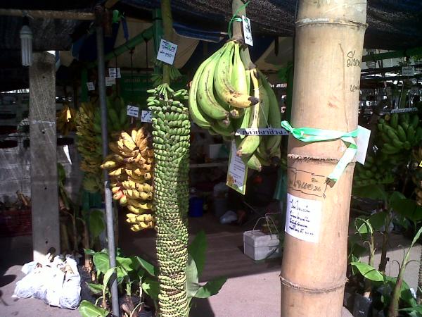 กล้วยขนุน | อาณาจักรกล้วยแปลกๆ - ดำเนินสะดวก ราชบุรี
