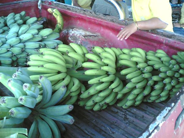 กล้วยหอมทอง | อาณาจักรกล้วยแปลกๆ - ดำเนินสะดวก ราชบุรี
