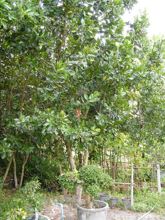 ต้นสารภี | สวนของขวัญแอนด์การเด้นท์ - ศรีราชา ชลบุรี
