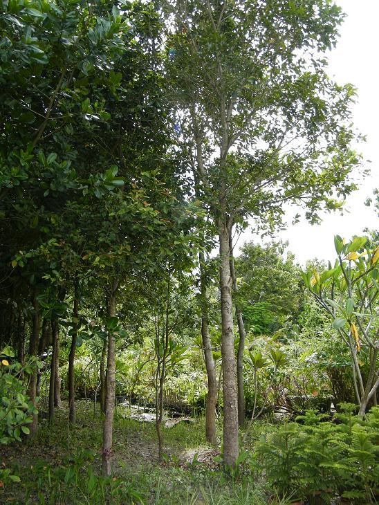 ต้นหว้า | สวนของขวัญแอนด์การเด้นท์ - ศรีราชา ชลบุรี