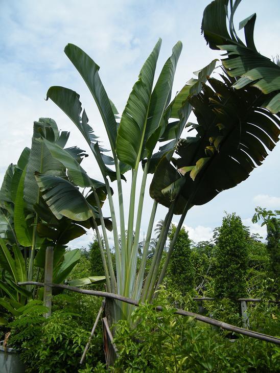 ขายกล้วยพัด | สวนของขวัญแอนด์การเด้นท์ - ศรีราชา ชลบุรี