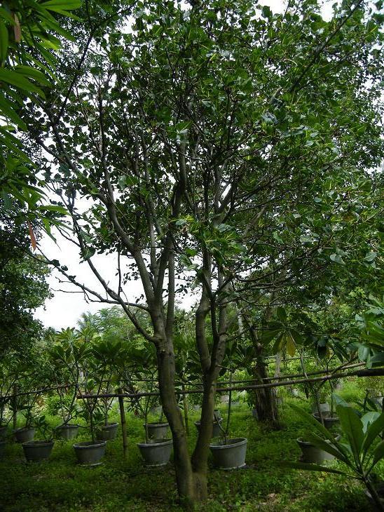 ต้นทองหลางลาย | สวนของขวัญแอนด์การเด้นท์ - ศรีราชา ชลบุรี