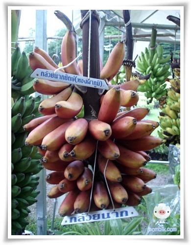 กล้วยนาก | อาณาจักรกล้วยแปลกๆ - ดำเนินสะดวก ราชบุรี