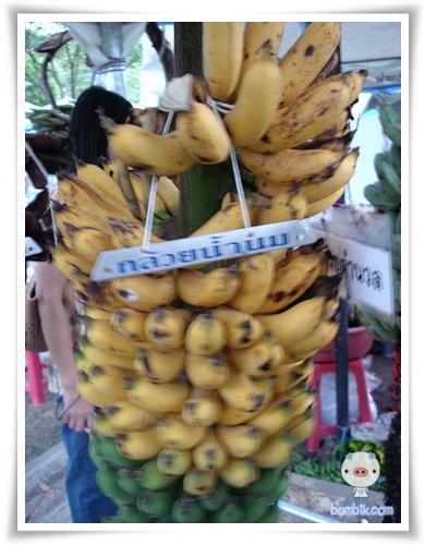 กล้วยน้ำนม | อาณาจักรกล้วยแปลกๆ - ดำเนินสะดวก ราชบุรี