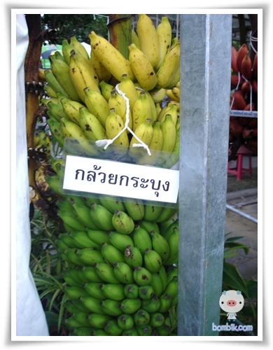 กล้วยนมสวรรค์ | อาณาจักรกล้วยแปลกๆ - ดำเนินสะดวก ราชบุรี