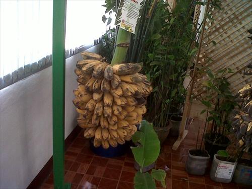กล้วยหิน | อาณาจักรกล้วยแปลกๆ - ดำเนินสะดวก ราชบุรี