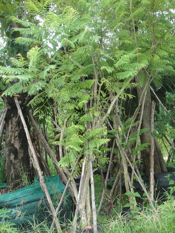 ศรีตรัง3" | สวนทวี - เมืองปราจีนบุรี ปราจีนบุรี