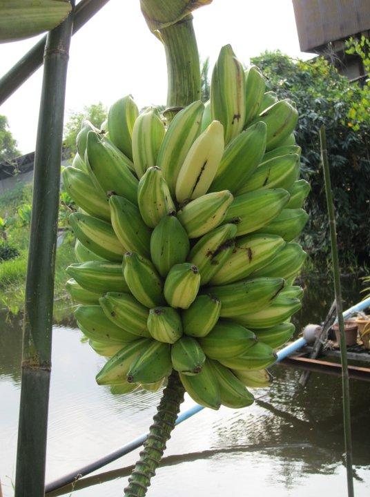 กล้วย | อาณาจักรกล้วยแปลกๆ - ดำเนินสะดวก ราชบุรี