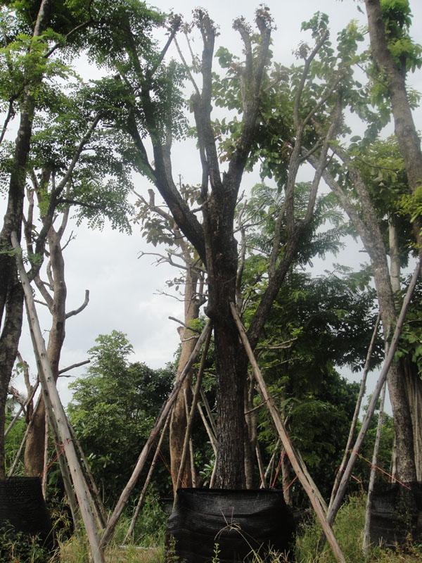 สมอไท | สวนทวี - เมืองปราจีนบุรี ปราจีนบุรี