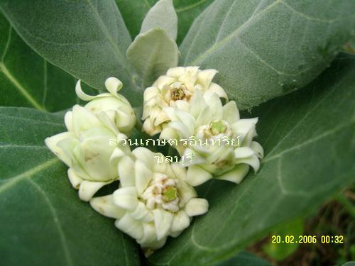 ต้นดอกรักซ้อน | สวนเกษตรอินทรีย์ - พนัสนิคม ชลบุรี