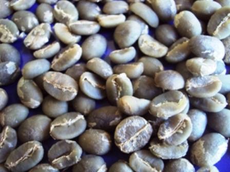 เมล็ดสารกาแฟอาราบีก้า | สวนอารียา - เมืองลำพูน ลำพูน