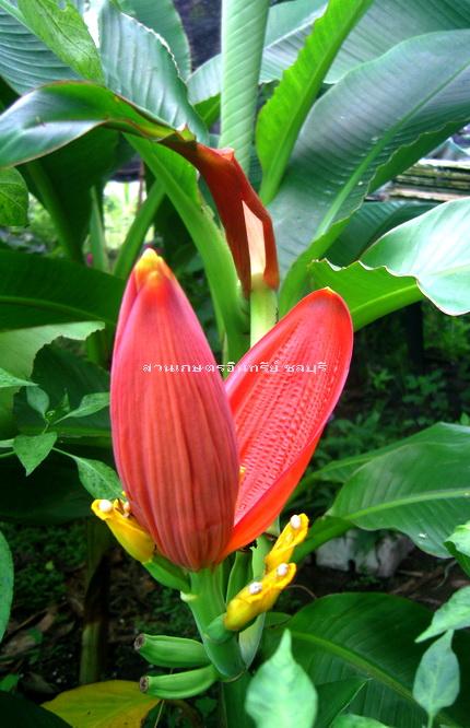 กล้วยบัว, รัตกัทลี (ดอกสวยรวยโชคลาภ) | สวนเกษตรอินทรีย์ - พนัสนิคม ชลบุรี