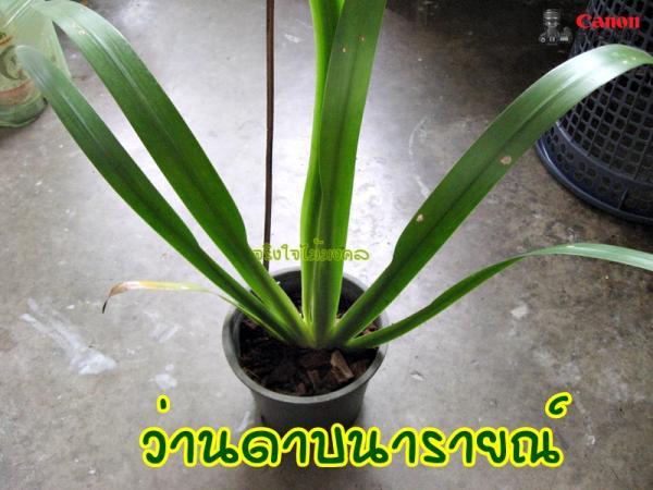 ว่านดาบนารายณ์ กระถาง 4 นิ้ว | จริงใจไม้มงคล แอนด์ แลนด์สเคป - ลำลูกกา ปทุมธานี