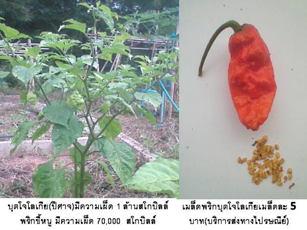 พริกปีศาจ(บุตโจโล)(บริการส่งทางไปรษณีย์) | D&T Garden - เมืองปราจีนบุรี ปราจีนบุรี