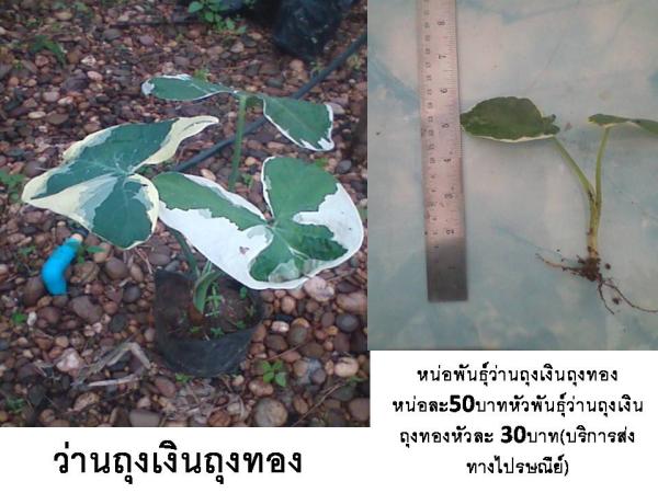 ว่านถุงเงินถุงทอง  | D&T Garden - เมืองปราจีนบุรี ปราจีนบุรี