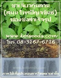 ขายชาใบเจียวกู้หลาน 100 % ในซองชา พร้อมชง | แก้วเกษตร - คลองหลวง ปทุมธานี