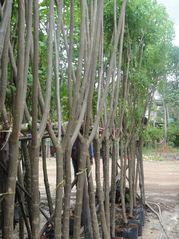 แคฝรั่ง2" | สวนทวี - เมืองปราจีนบุรี ปราจีนบุรี