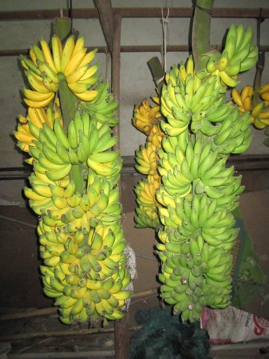 กล้วยสาวกระทืบหอ กล้วยแปลก | อาณาจักรกล้วยแปลกๆ - ดำเนินสะดวก ราชบุรี