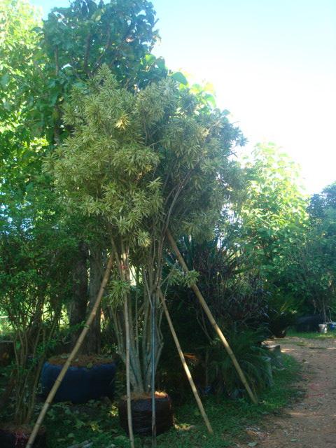 ต้นซองออฟอินเดีย | โชคปิติศักดิ์ไม้ประดับ - แม่ออน เชียงใหม่