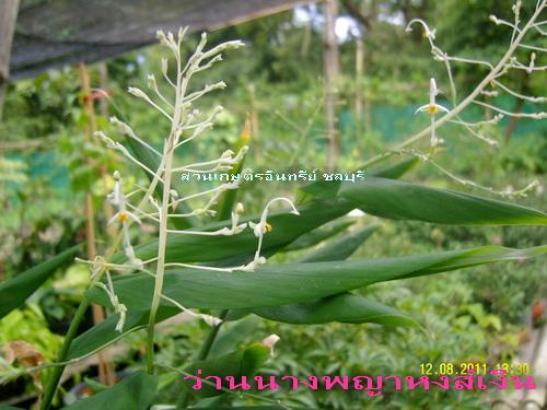 ว่านนางพญาหงส์เงิน | สวนเกษตรอินทรีย์ - พนัสนิคม ชลบุรี