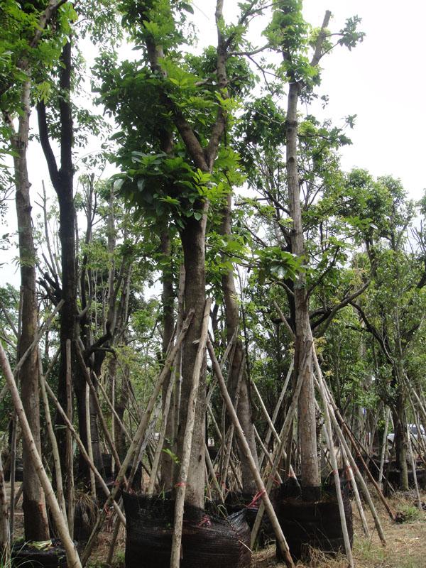 มะฮอกกานี10" | สวนทวี - เมืองปราจีนบุรี ปราจีนบุรี