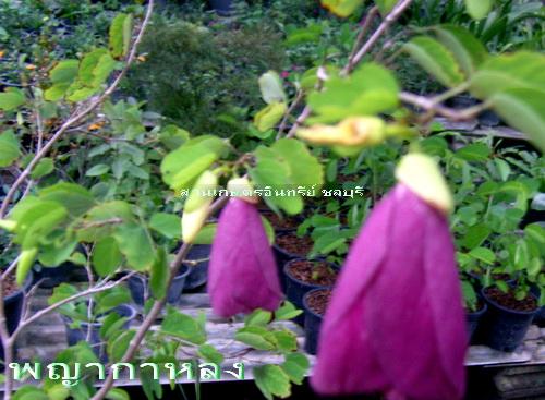 พญากาหลง(มงคลดอกเปลี่ยนสีได้) | สวนเกษตรอินทรีย์ - พนัสนิคม ชลบุรี