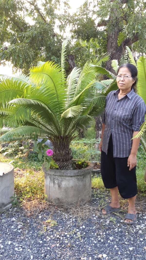 ปรงดิอูน,Dioon spinulosum | สวนไม้ชานเมือง - ลาดกระบัง กรุงเทพมหานคร