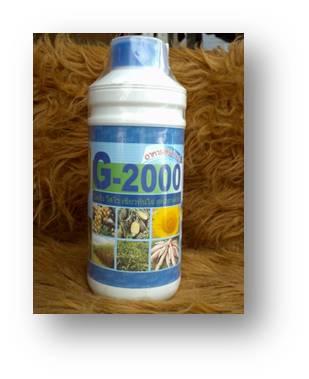 จี-2000 | เจ้าพระยาการเกษตร - วัดสิงห์ ชัยนาท