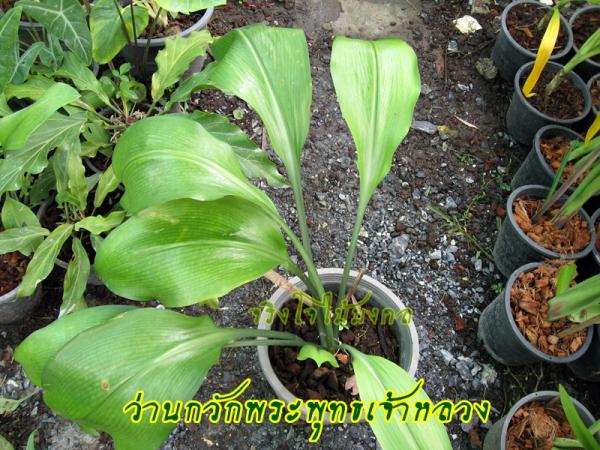 ขายว่านกวักพระพุทธเจ้าหลวง กระถาง 4 นิ้ว | จริงใจไม้มงคล แอนด์ แลนด์สเคป - ลำลูกกา ปทุมธานี