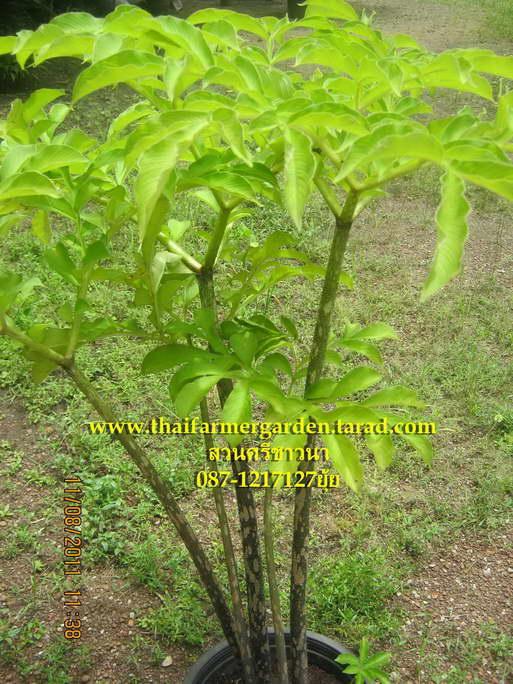 ต้นบุก Amorphophallus  | สวนศรีชาวนา - เมืองปราจีนบุรี ปราจีนบุรี