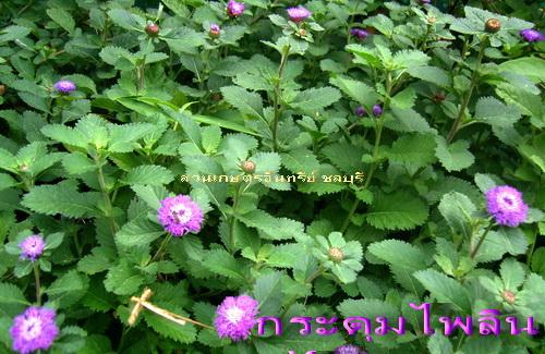 กระดุมไพลิน(ไม้คลุมดินดอกสวย) | สวนเกษตรอินทรีย์ - พนัสนิคม ชลบุรี