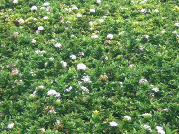 เข็มพิษณุโลก (ดอกสีขาว) | สวนประเสริฐพันธุ์ไม้ - องครักษ์ นครนายก