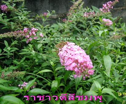 ราชาวดี(สีชมพู) | สวนเกษตรอินทรีย์ - พนัสนิคม ชลบุรี
