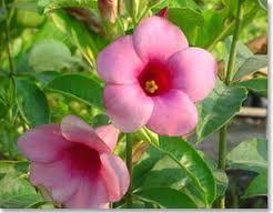 บานบุรี(ดอกสีม่วง) | สวนประเสริฐพันธุ์ไม้ - องครักษ์ นครนายก