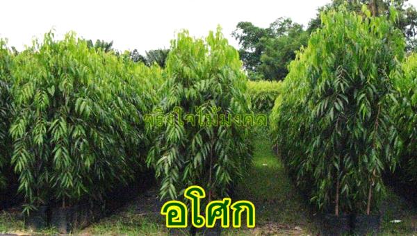 ขายต้นอโศก สูง 1.50 เมตร | จริงใจไม้มงคล แอนด์ แลนด์สเคป - ลำลูกกา ปทุมธานี