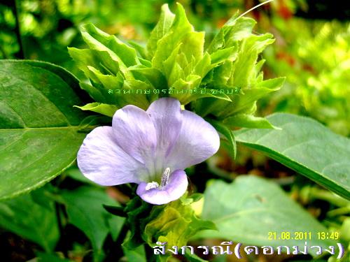 สังกรณีดอกม่วง(ดื่มชูกำลัง) | สวนเกษตรอินทรีย์ - พนัสนิคม ชลบุรี