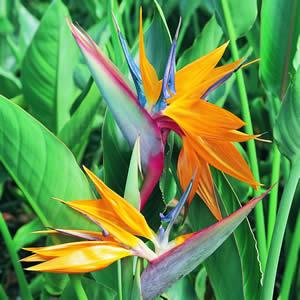 bird_of_paradise | laddagarden - ลาดหลุมแก้ว ปทุมธานี