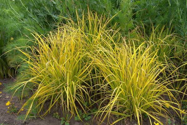 carex_elata_aurea | laddagarden - ลาดหลุมแก้ว ปทุมธานี