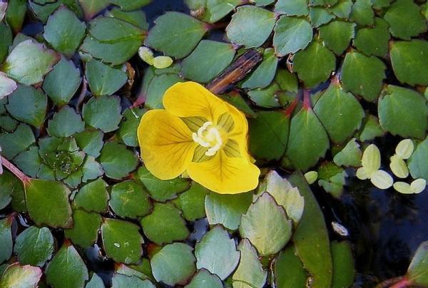 FloatingHeart_Nymphoides_peltata 2 | laddagarden - ลาดหลุมแก้ว ปทุมธานี