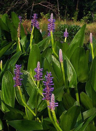 PONTEDERIA CORDATA  pickerel  weed | laddagarden - ลาดหลุมแก้ว ปทุมธานี