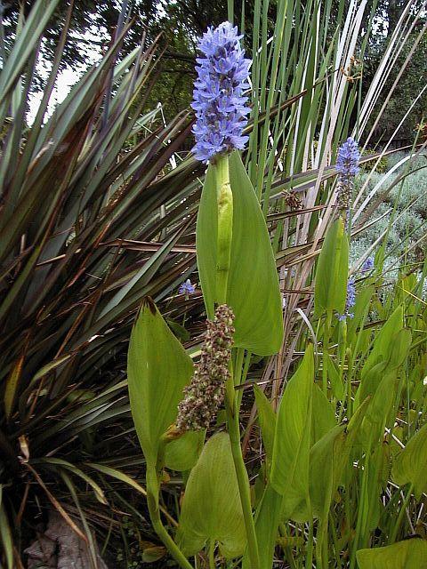 Pontederia_cordatblue | laddagarden - ลาดหลุมแก้ว ปทุมธานี