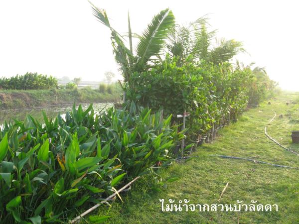 water plants @ her farms | laddagarden - ลาดหลุมแก้ว ปทุมธานี