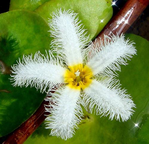 บัวบา  Water  Snow flake  Nymphoides indic | laddagarden - ลาดหลุมแก้ว ปทุมธานี