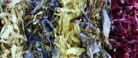 lotus tea | laddagarden - ลาดหลุมแก้ว ปทุมธานี
