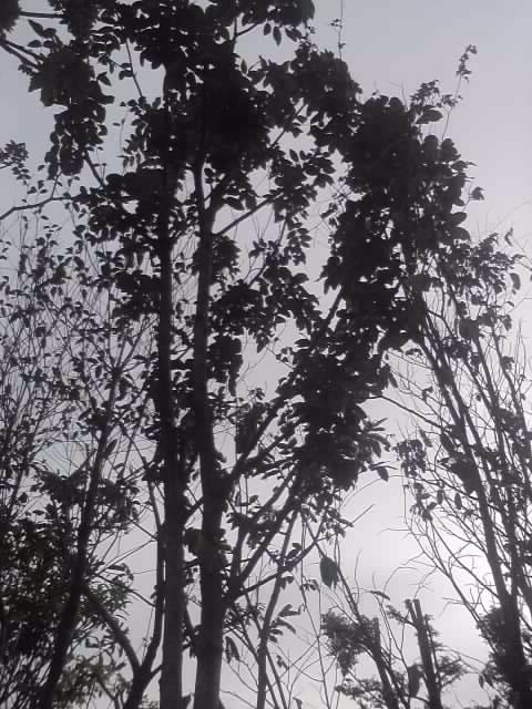 ต้นมะฮอกกานี | พรรณยากรณ์ พันธ์ไม้ -  ปราจีนบุรี
