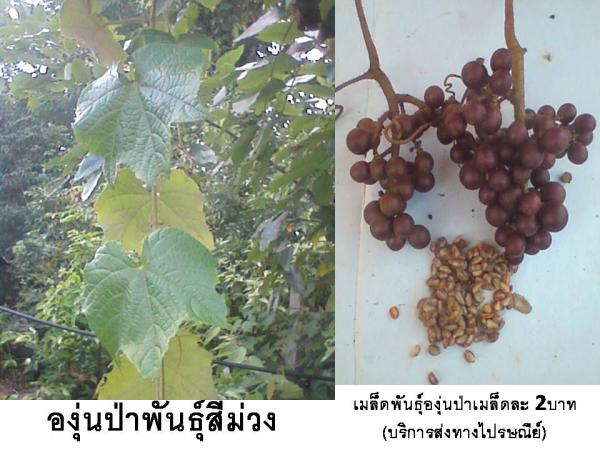 เมล็ดองุ่นป่า 