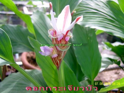ต้นดอกกระเจียวบัว(แก้หืดหอบ) | สวนเกษตรอินทรีย์ - พนัสนิคม ชลบุรี