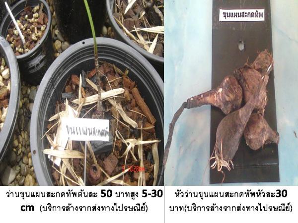 ว่านขุนแผนสะกดทัพ (บริการส่งทางไปรษณ