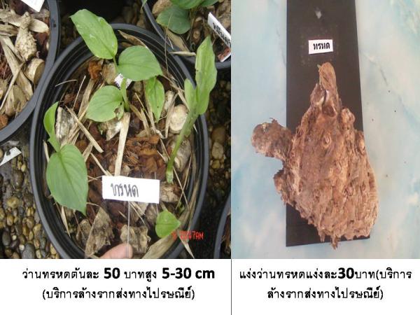 ว่านทรหด (บริการส่งทางไปรษณีย์)