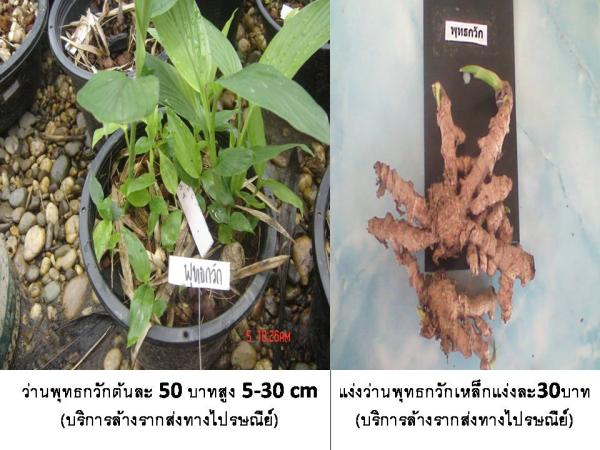 ว่านพุทธกวัก (บริการส่งทางไปรษณีย์) 